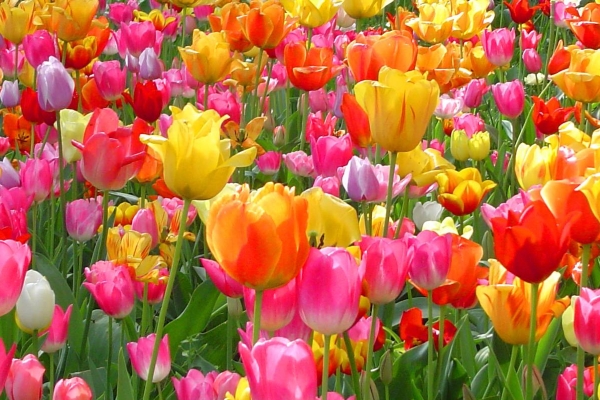 Tulips