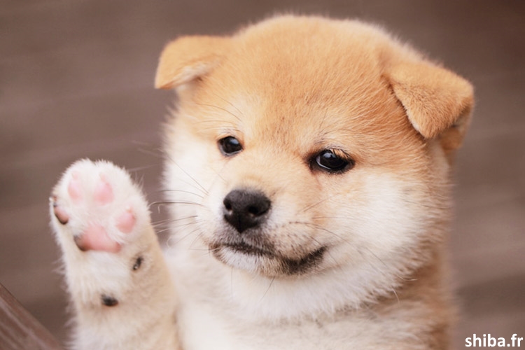 Shiba Inu Prix Chiot Crypto World Network News