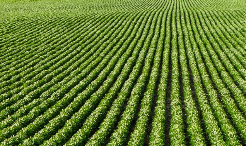 soy agriculture